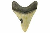 Fossil Megalodon Tooth - North Carolina #298925-1